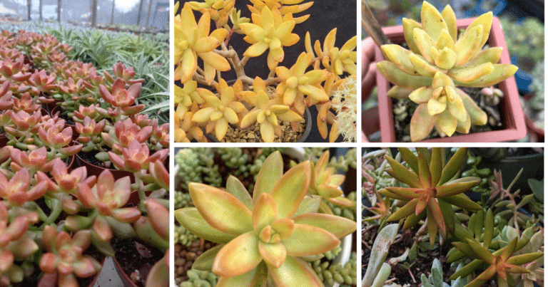 The Enchanting World Of Shooting Star Succulents: Care, Propagation, And Troubleshooting