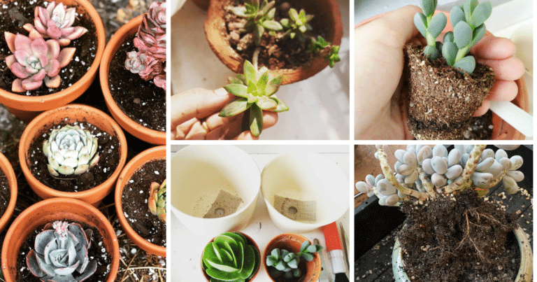 The Green Thumb Guide: How To Repot A Succulent