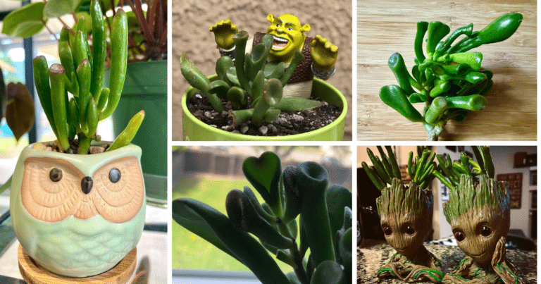 The Ultimate Guide To Caring For Your Ogre Ear Succulent
