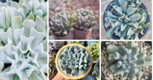 Unraveling The Charm Of The Topsy Turvy Succulent: A Comprehensive Care Guide