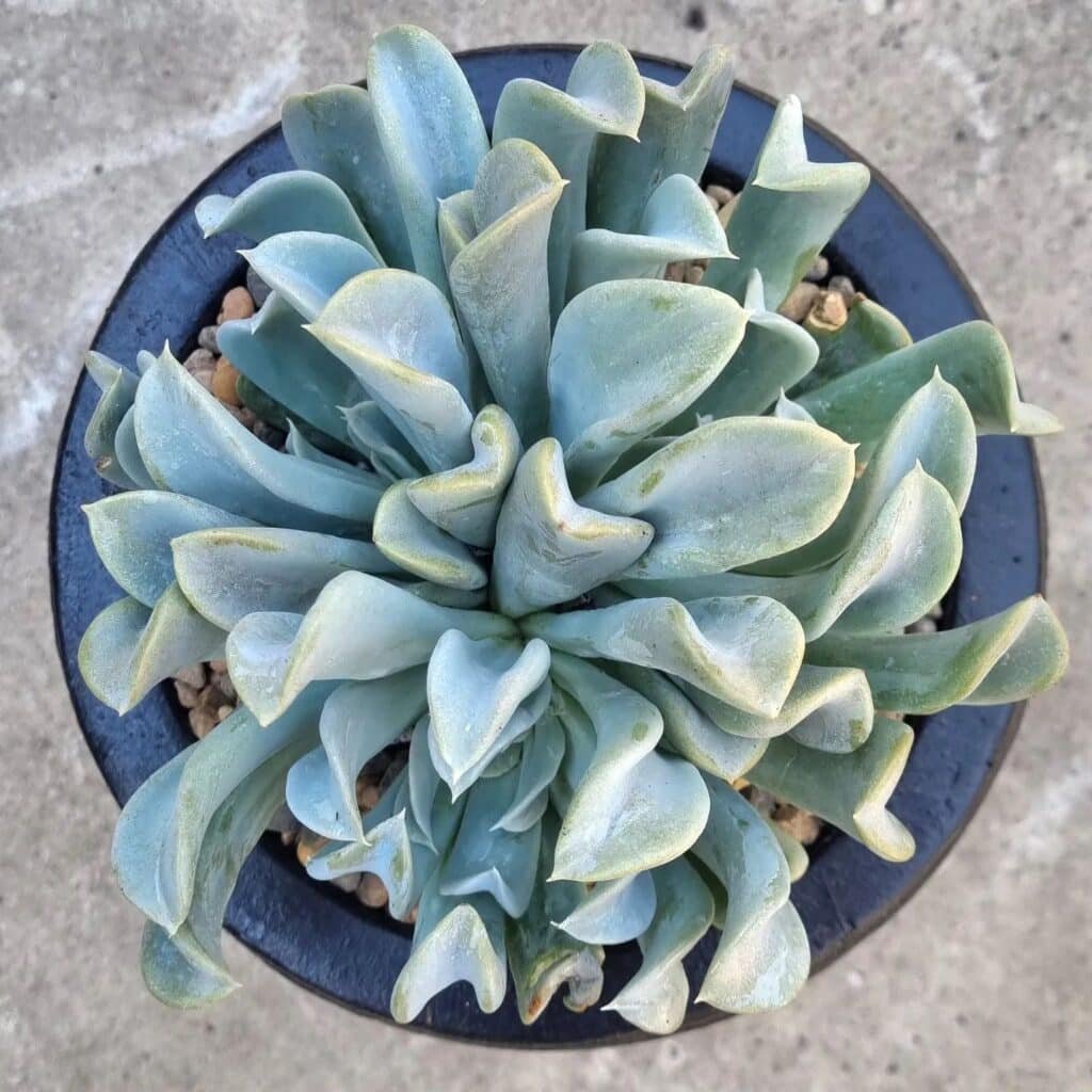 Unraveling The Charm Of The Topsy Turvy Succulent: A Comprehensive Care Guide
