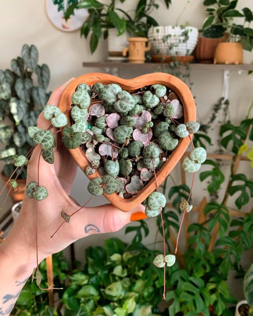 String of Hearts: A Tapestry of Nature's Elegance