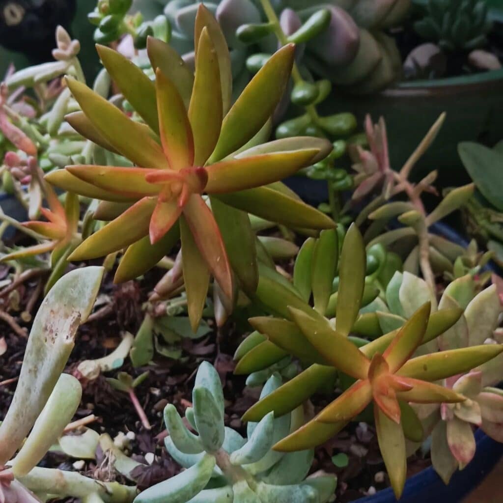The Enchanting World Of Shooting Star Succulents: Care, Propagation, And Troubleshooting