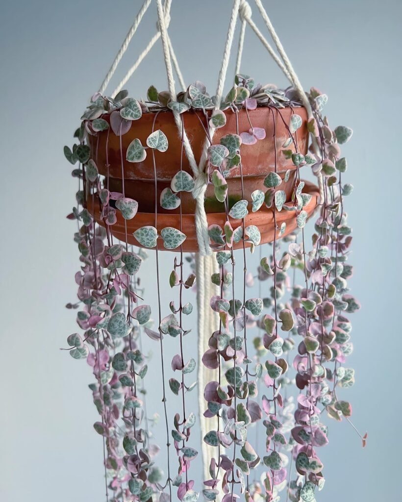 String of Hearts: A Tapestry of Nature's Elegance