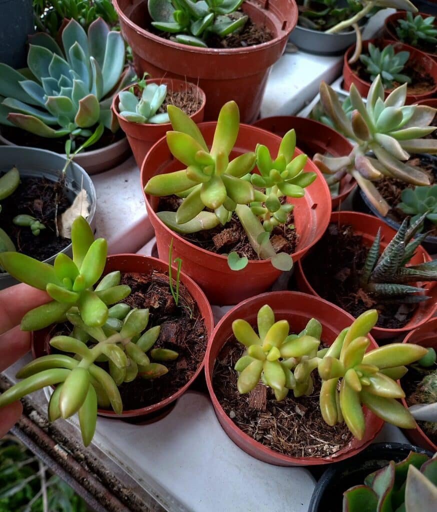The Enchanting World Of Shooting Star Succulents: Care, Propagation, And Troubleshooting