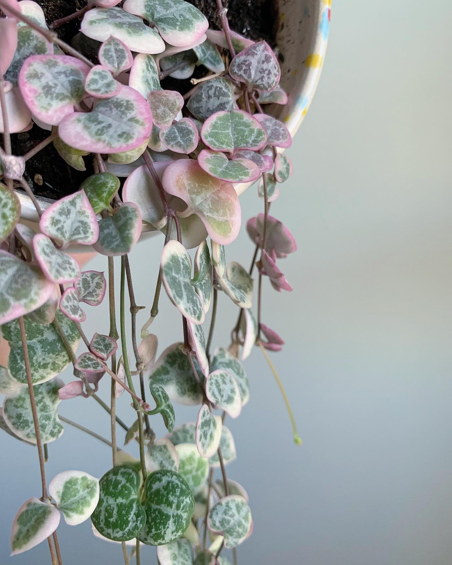 Succulent 'String of Hearts' main image 1