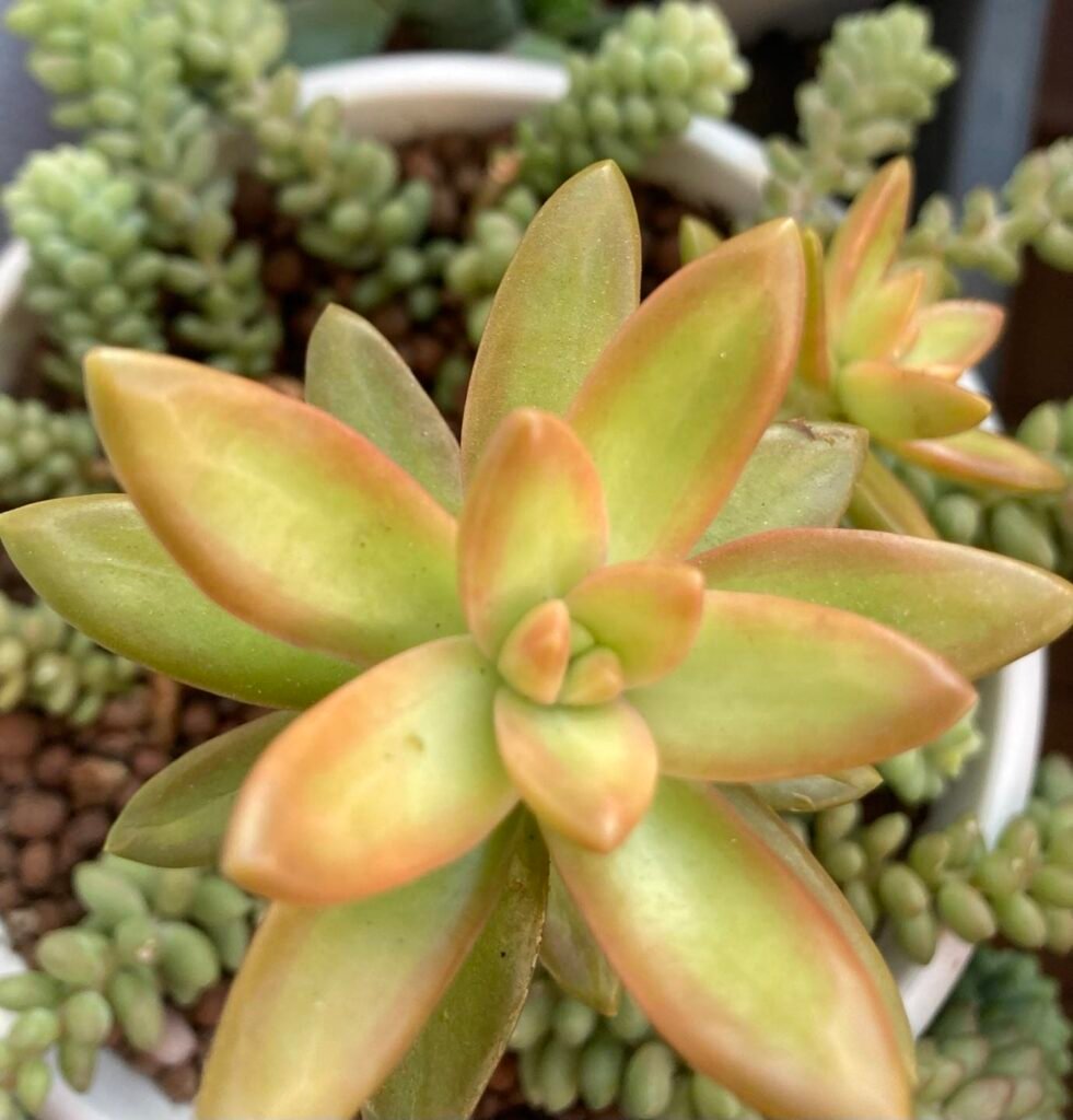 The Enchanting World Of Shooting Star Succulents: Care, Propagation, And Troubleshooting