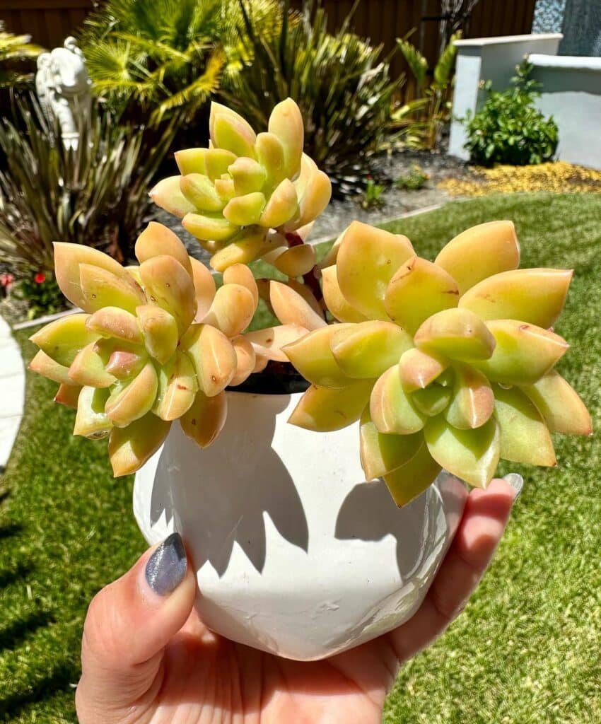 The Enchanting World Of Shooting Star Succulents: Care, Propagation, And Troubleshooting