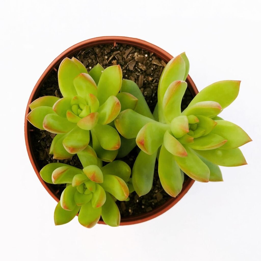 The Enchanting World Of Shooting Star Succulents: Care, Propagation, And Troubleshooting