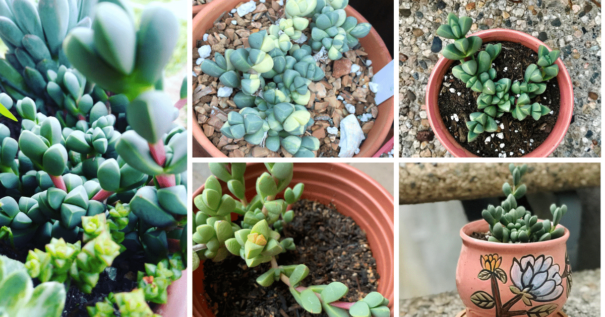 11 Expert Insights for Thriving Ice Plant Succulent Propagation: A Gardener's Guide