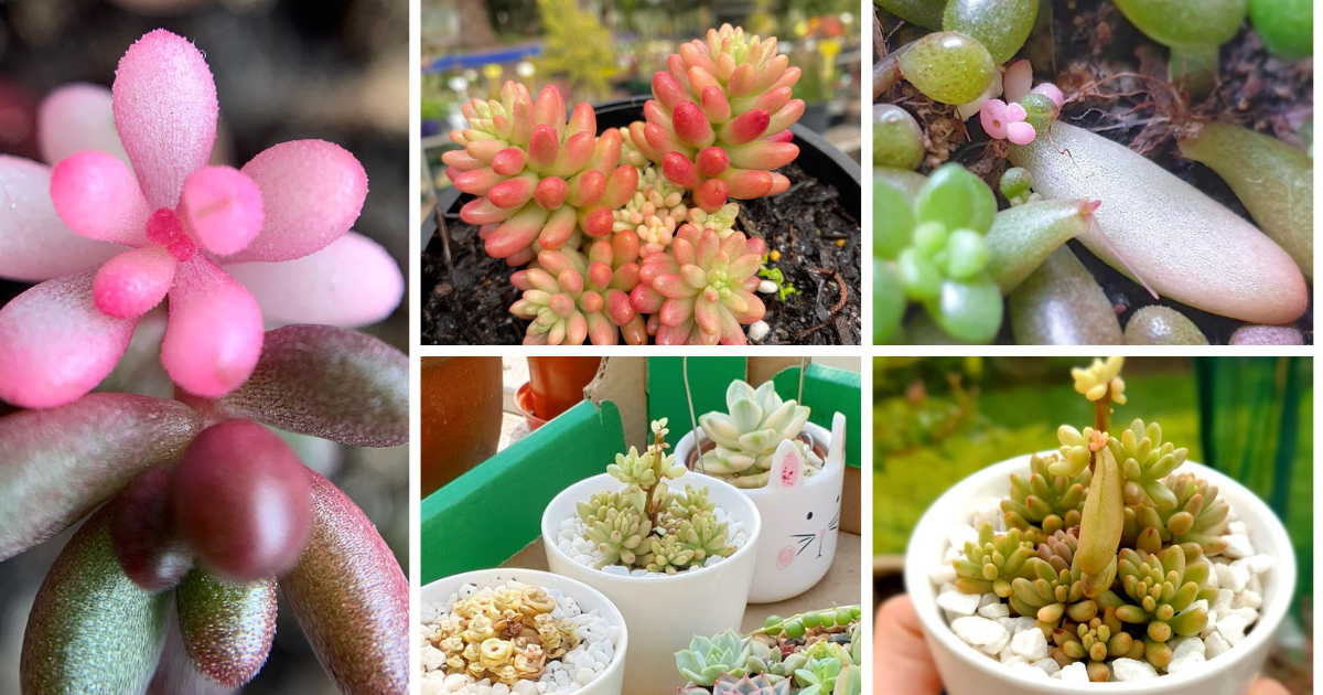 Mastering Variegated Jelly Bean Succulent Care