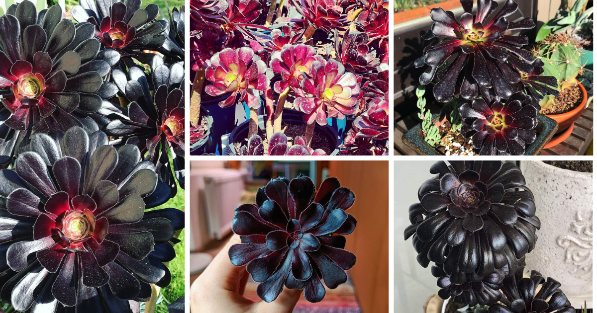Introduction to Black Rose Succulents