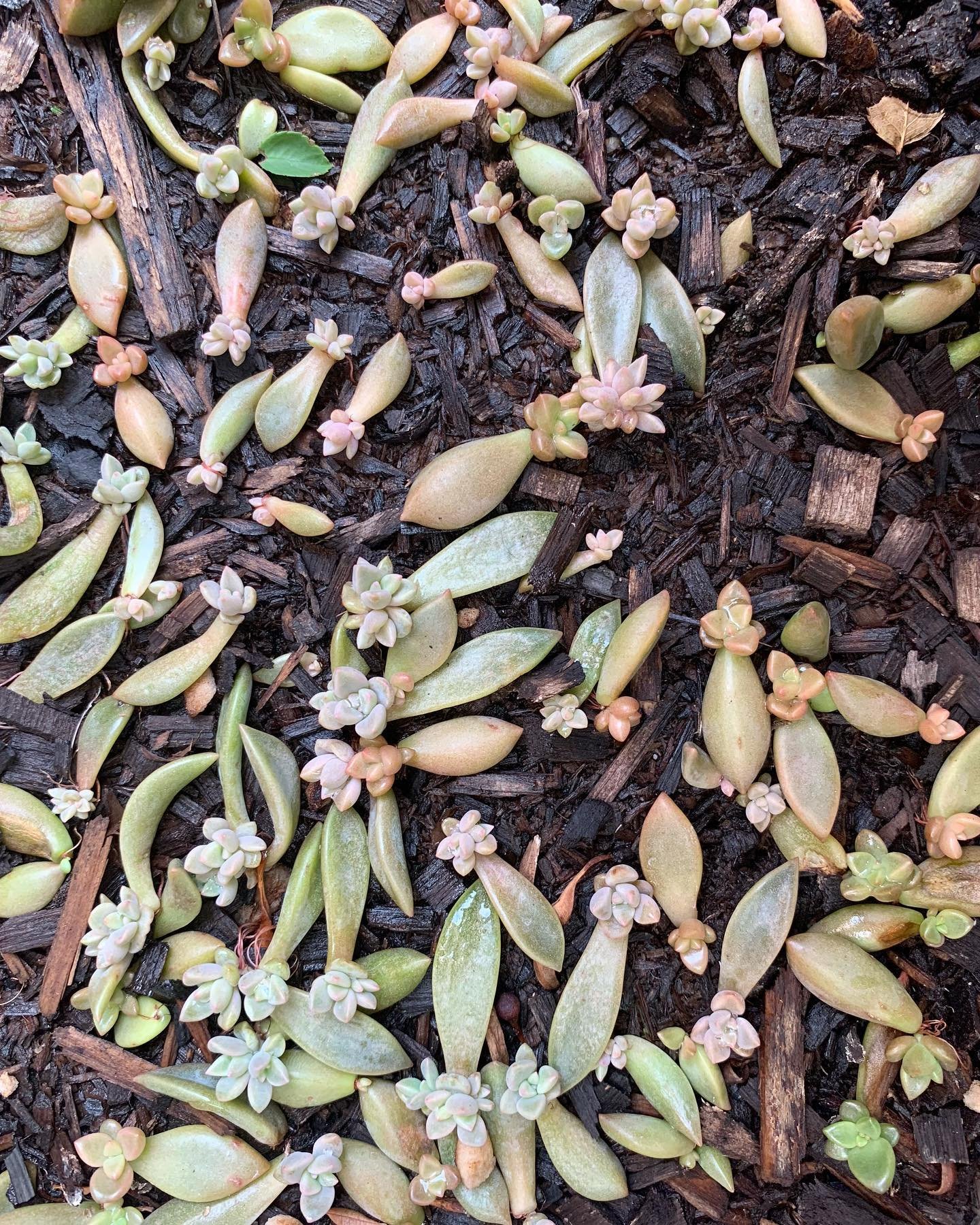 How to Plant Succulent Cuttings