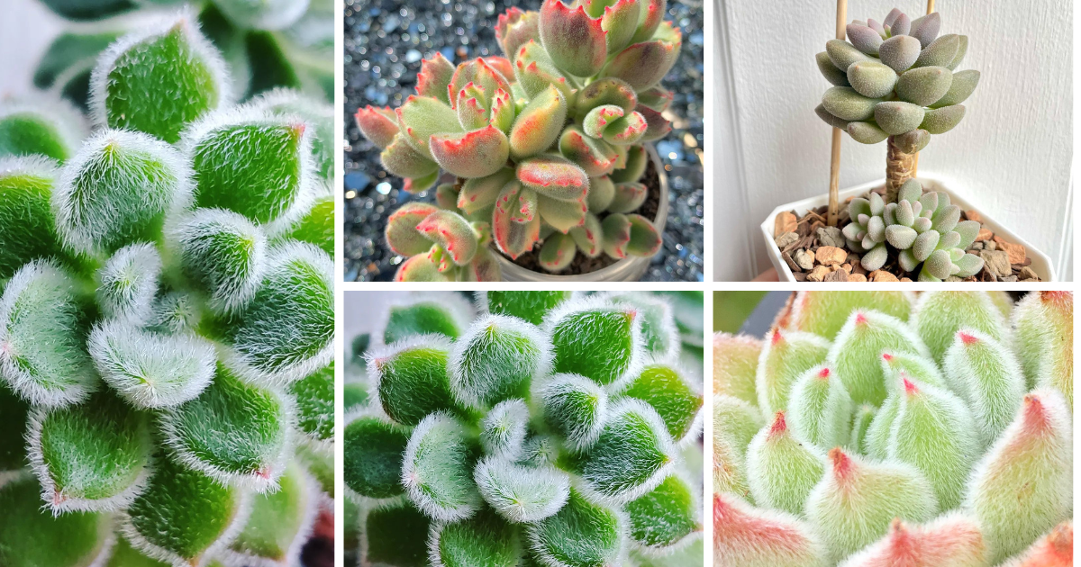 Unveiling the Charm of Fuzzy Succulent Plants: A Comprehensive Guide