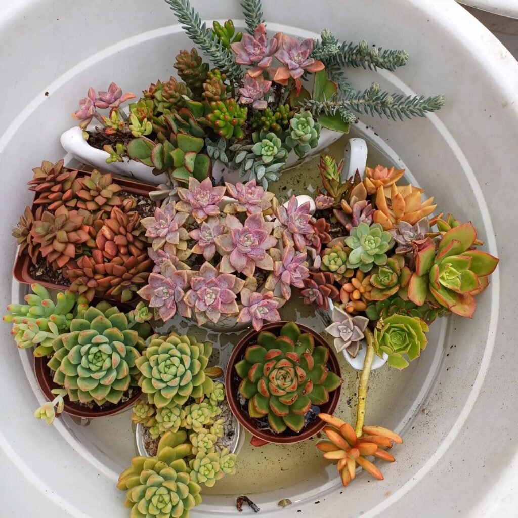 How Often Do Succulents Need To Be Watered