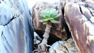 thriving succulents in rocks