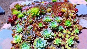 thriving year round succulent gardening