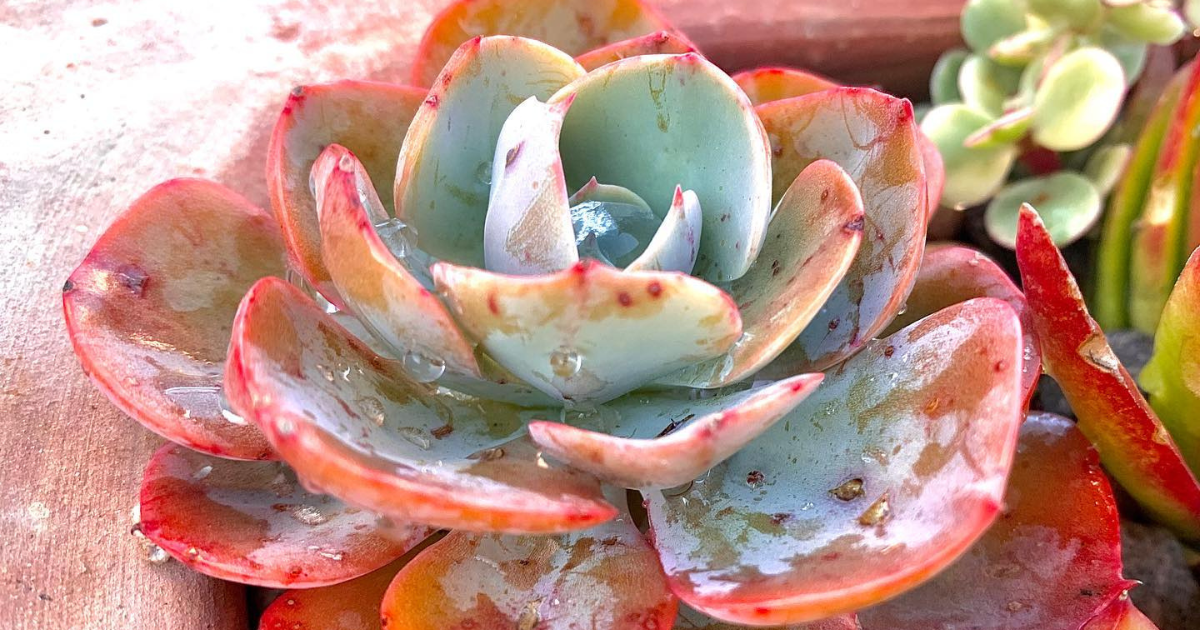 How Will Succulents Grow Back After Winter: A Complete Guide
