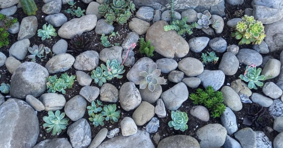 How Succulents Will Grow in Rocks