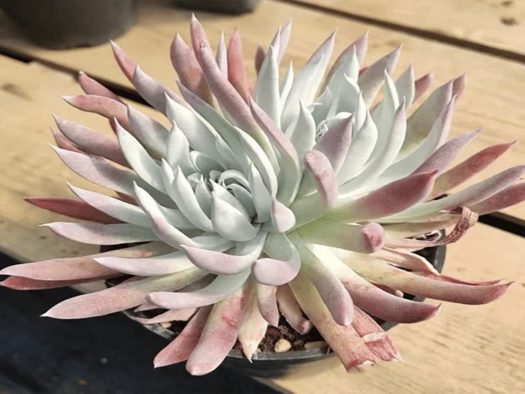 How To Keep Your Dudleya (Liveforever) Alive And Healthy