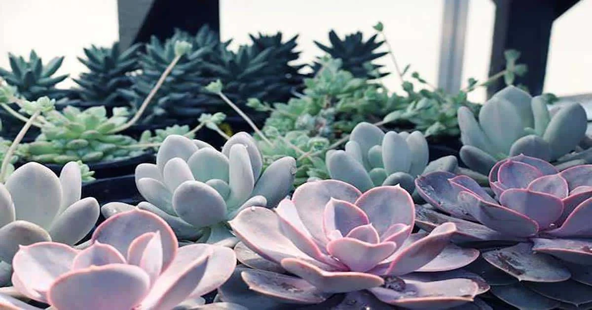 How Much Light Do Succulents Require?