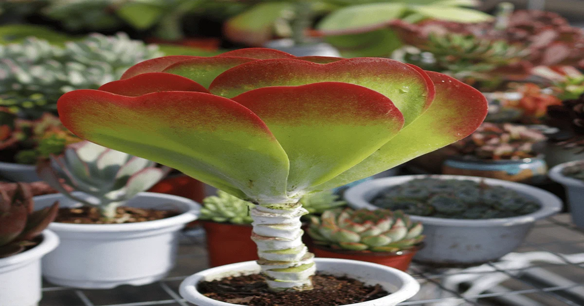 Tips For Caring For A Flapjack Succulent