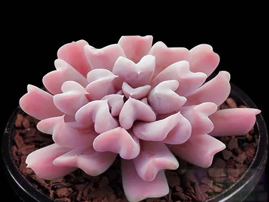 Growing and Caring for Topsy Debbis (Lilac Spoons)