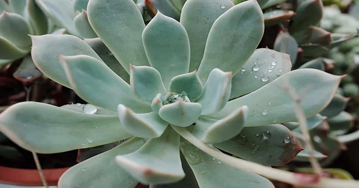 The Perfect Guide To Watering Your Succulents