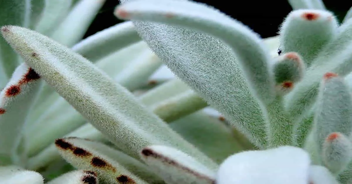 Tips For Caring For Chocolate Soldier Plants