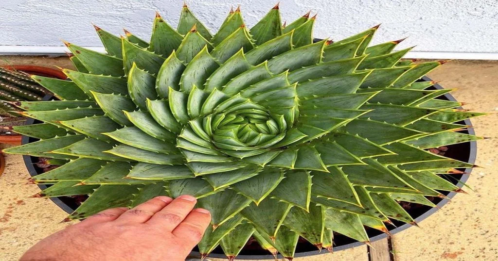 8 Tips For Growing Bigger Succulents Faster