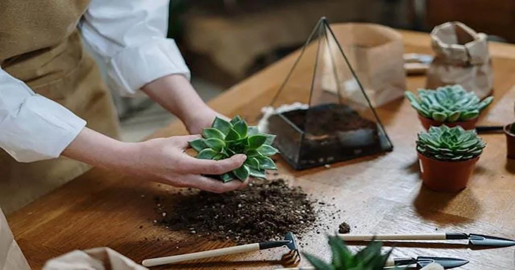 The Best Type Of Potting Soil For Your Succulents