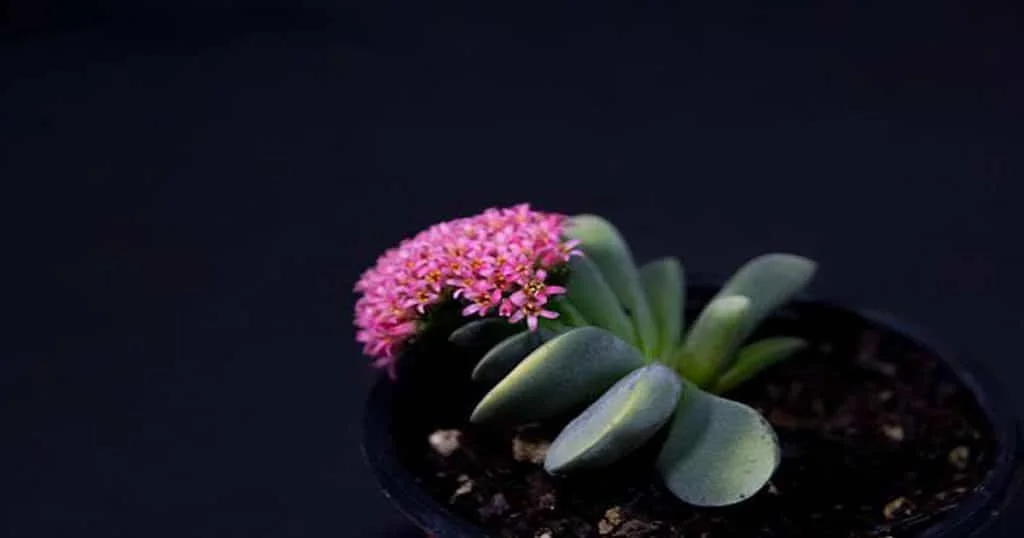 Crassula Plant Care Guide