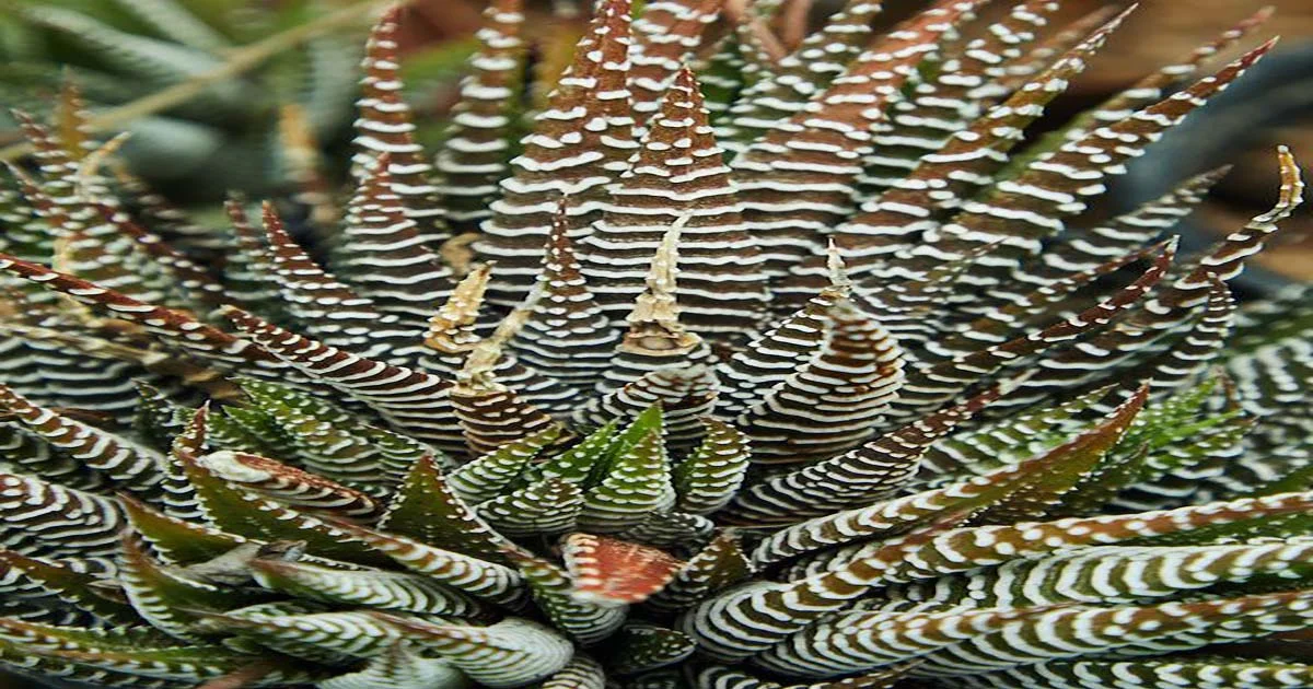 Grow Haworthia Successfully with These Tips