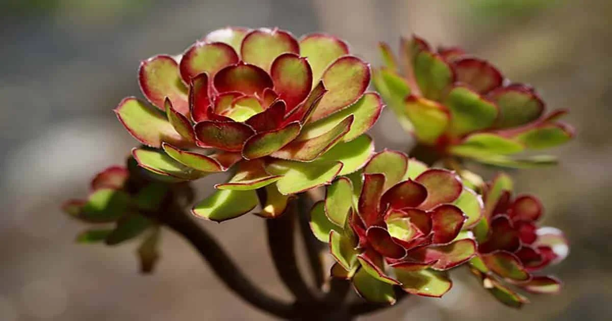 Add Some Color To Your Life With Aeoniums