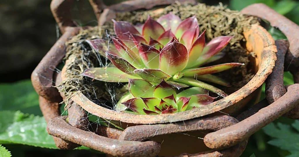 The Best Way To Grow And Care For Hens and Chicks (House Leek)