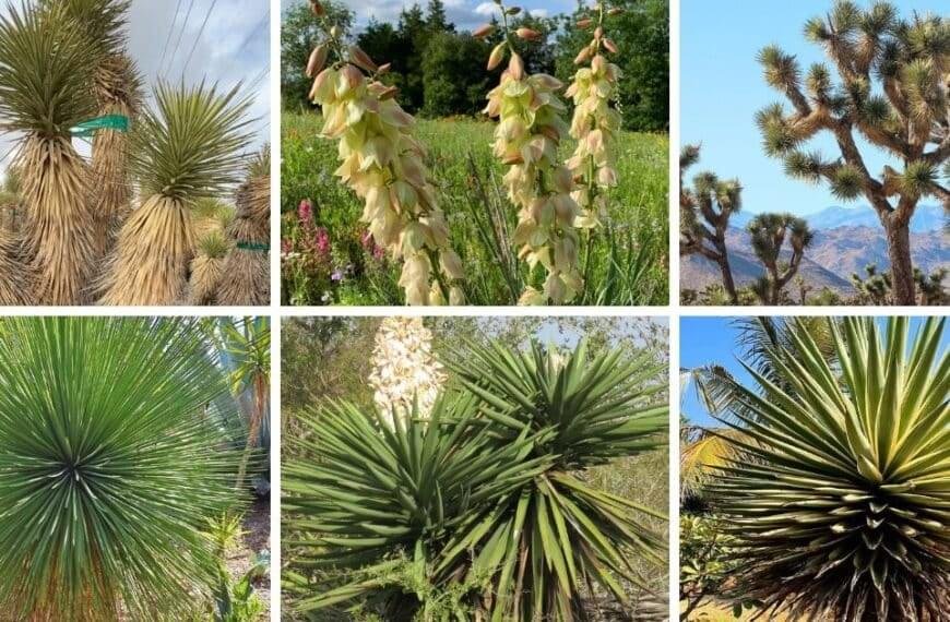 30 Types Of Popular Yucca Pictorial Guide