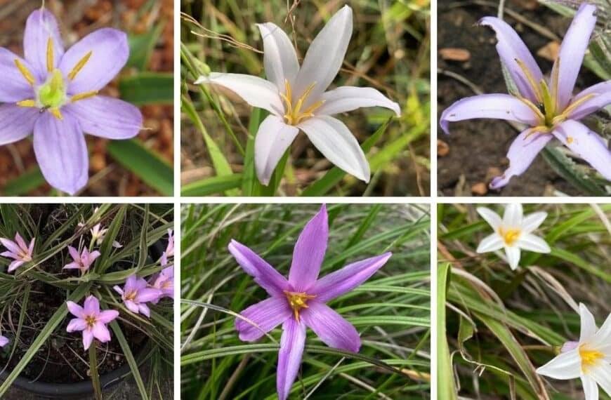 14 Types Of Xerophyta Pictorial Guide