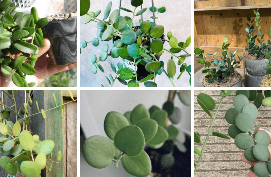 3 Types Of Xerosicyos Pictorial Guide