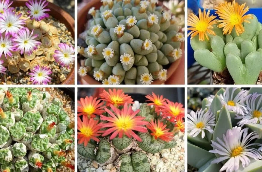 35 Types Of Popular Conophytum Pictorial Guide