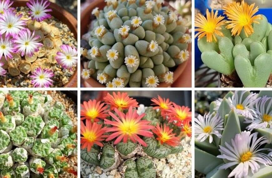 35 Types Of Popular Conophytum Pictorial Guide