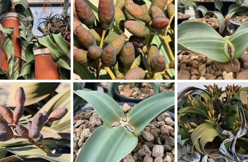 Welwitschia Pictorial Guide