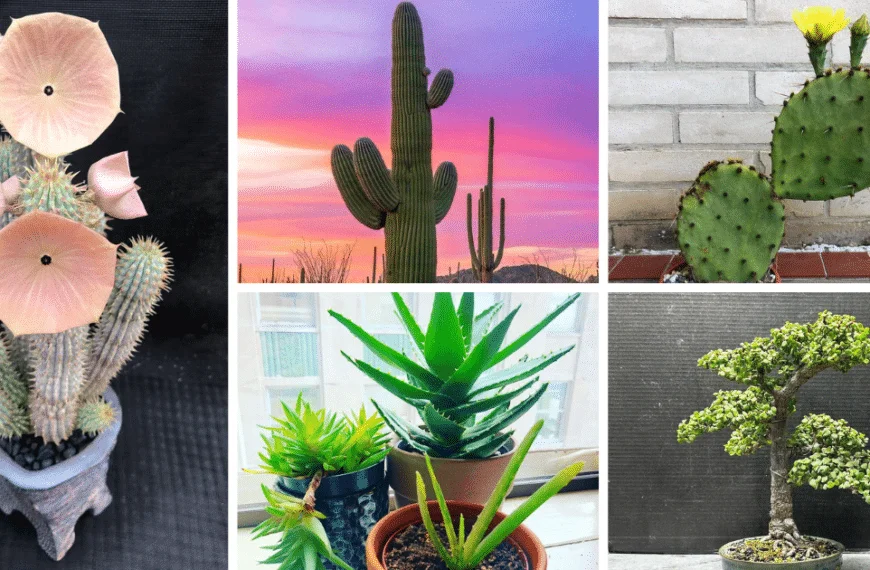 Edible Succulents: Nature's Tasty And Nutritious Green Delights
