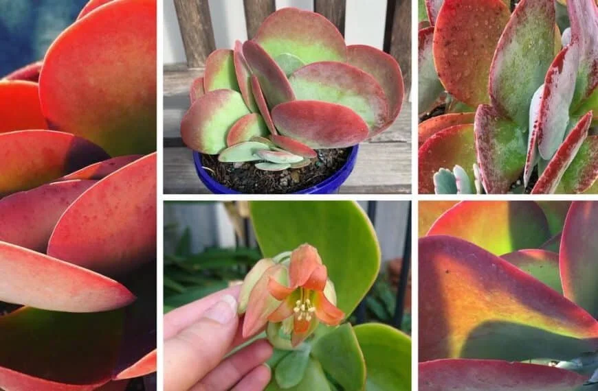 Flapjack Succulents