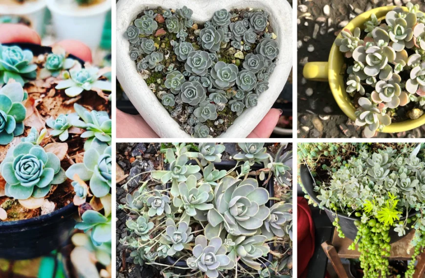 Introduction To Dunce Cap Succulents