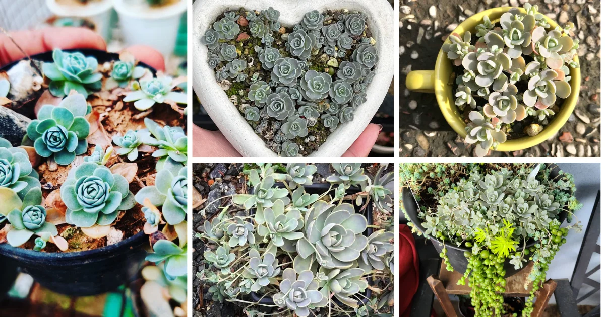 Introduction To Dunce Cap Succulents