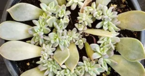 How to Plant Succulent Cuttings