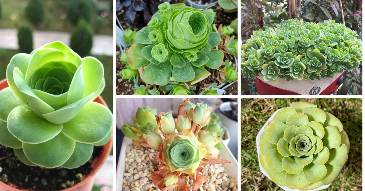 Greenovia Dodrantalis Succulents