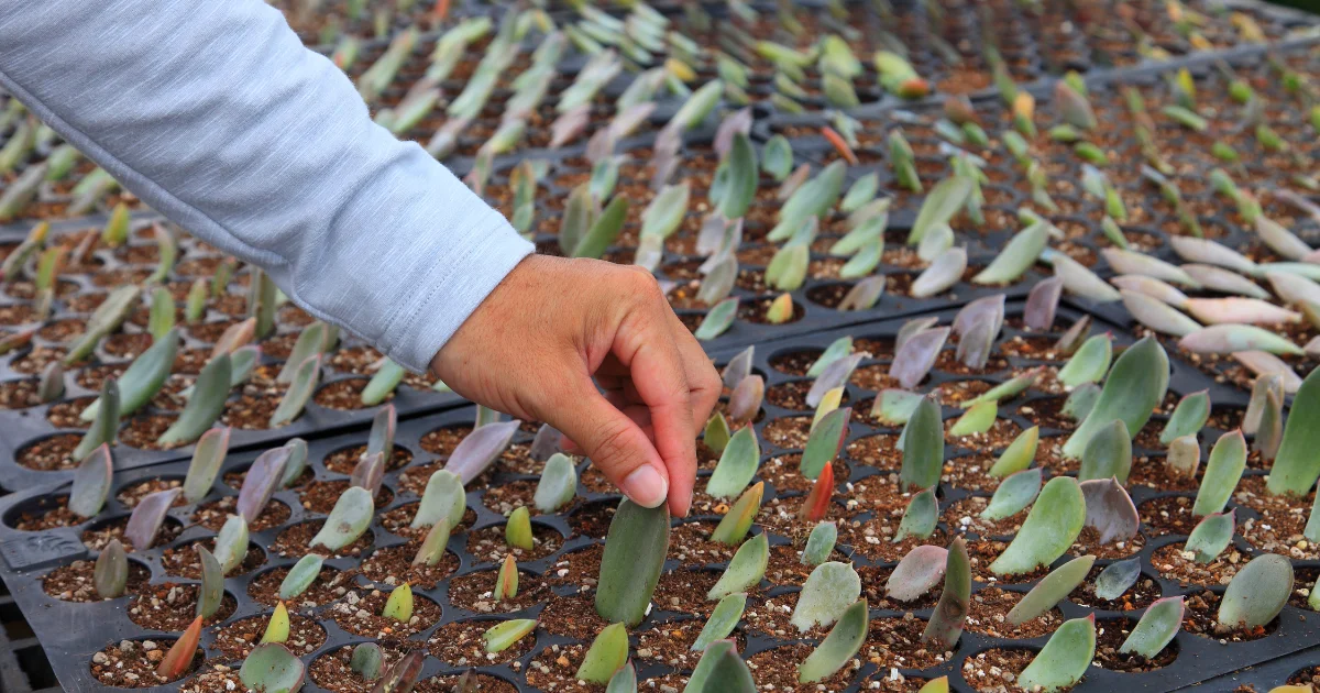 How To Root Succulent Cuttings