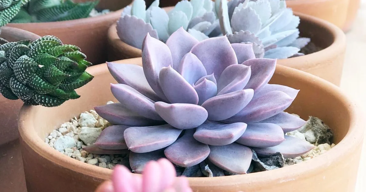 Will Your Succulents Survive a Freeze?
