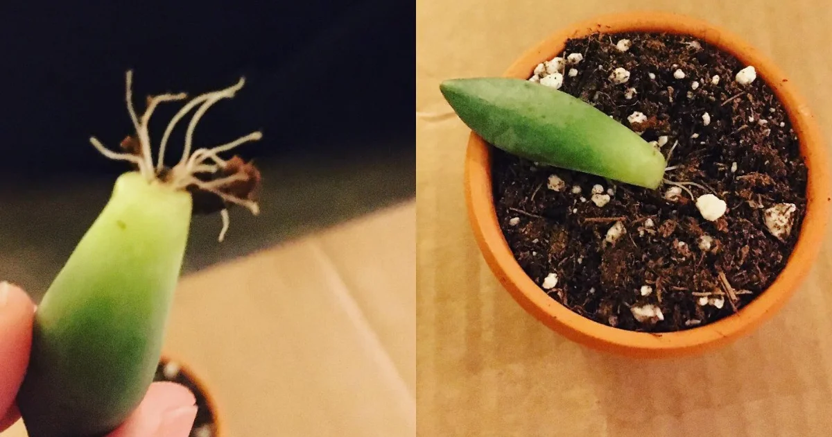 How Will Succulents Grow Back: A Guide to Regrowth